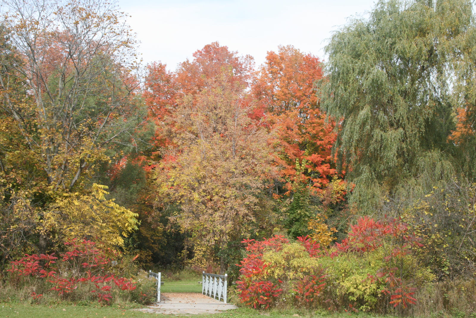 Autumn Background Stock