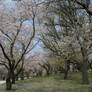 Cherry Blossoms