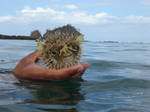 BlowFish Stock 2 by Amor-Fati-Stock