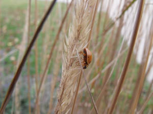 Ladybug