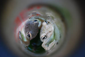 Frogs in the rain gauge.