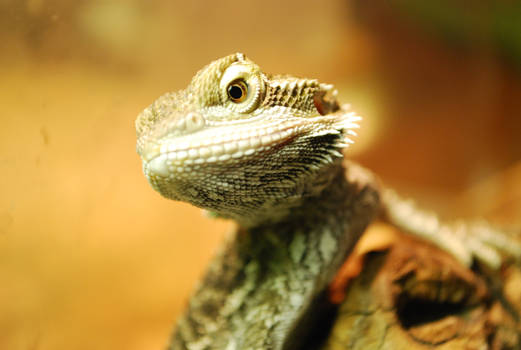 Timber - Bearded Dragon Baby