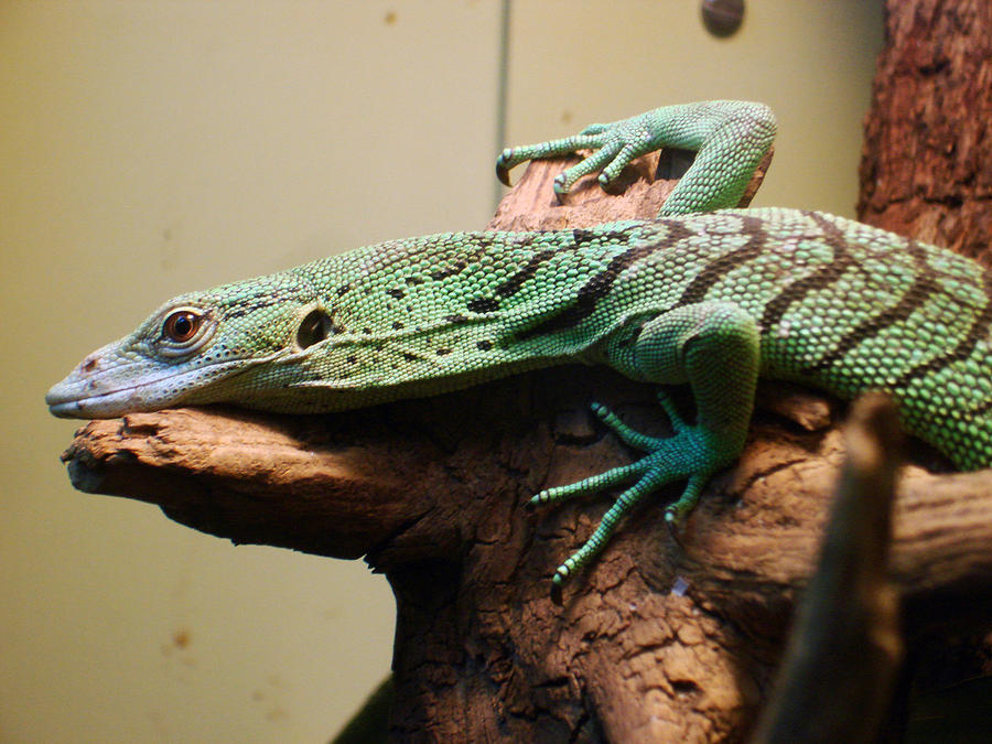 Tree Monitor P - Emerald Tree Monitor by Dunkleosteus-noir on DeviantArt