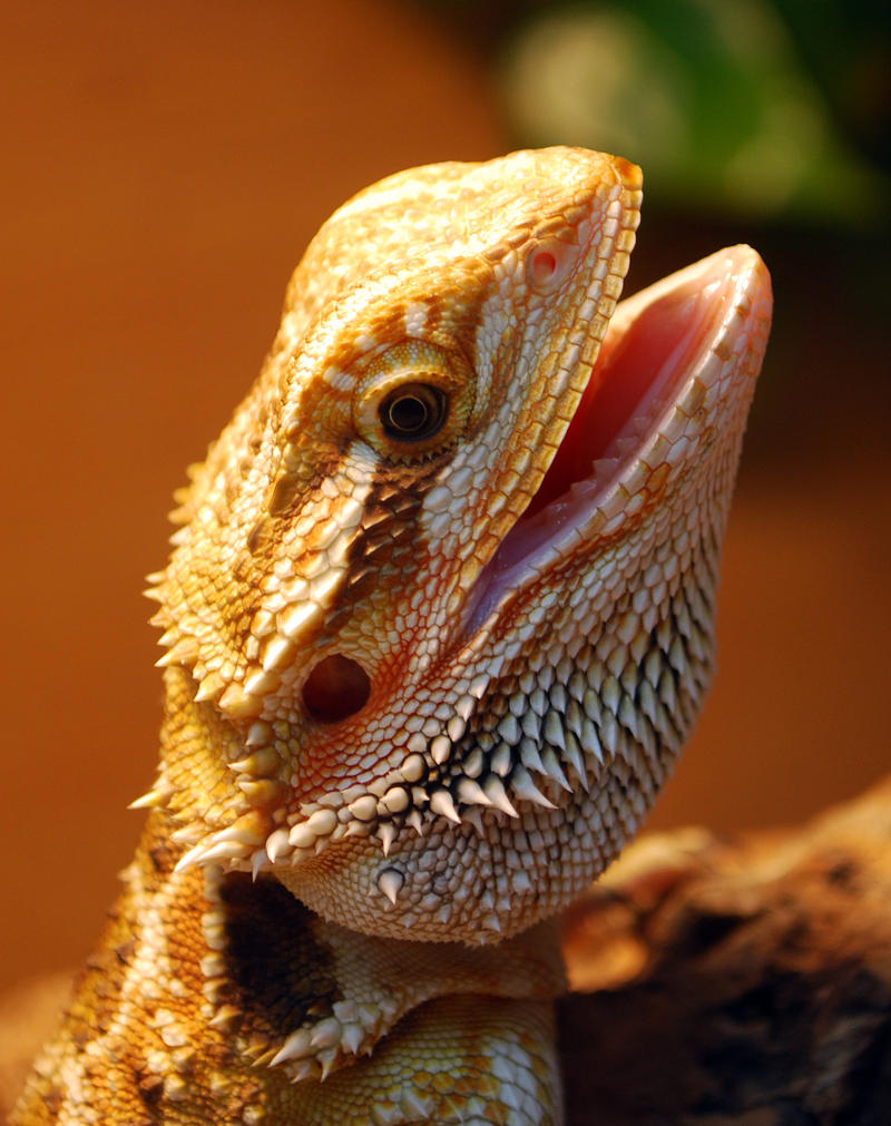 Bearded Dragon