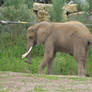 Elephant d'Afrique