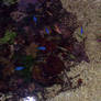 Petits Poissons