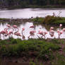 Flamants Roses