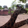 Girafes