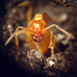 Lasius umbratus