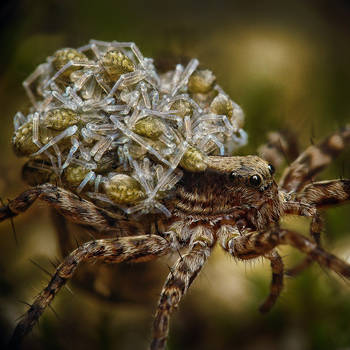 Pardosa palustris