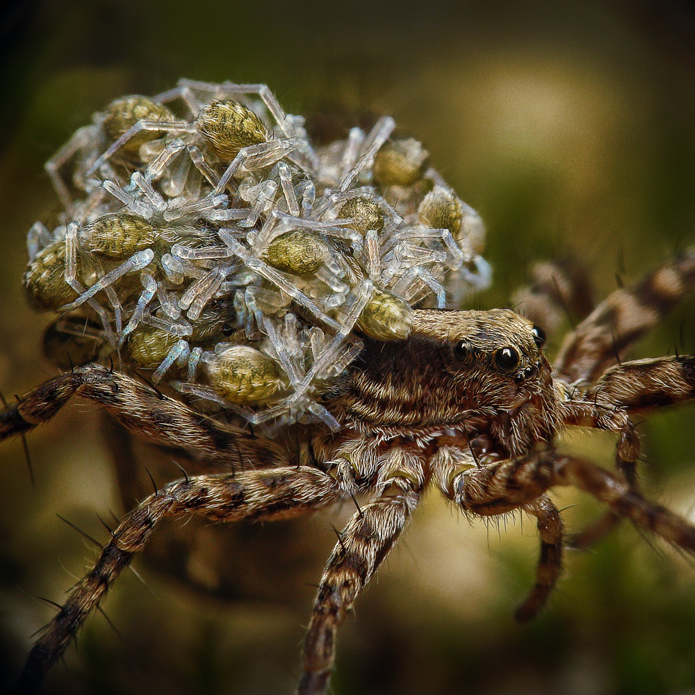 Pardosa palustris