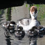 Smew with new ducklings