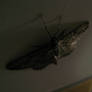 moth1