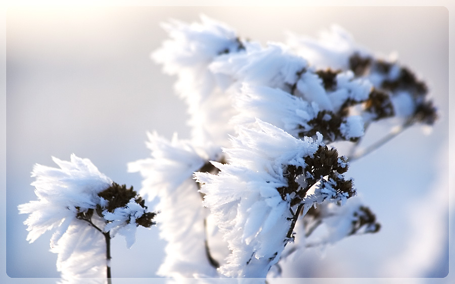 Frost Abstract