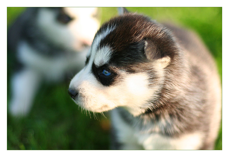 Husky Brothers