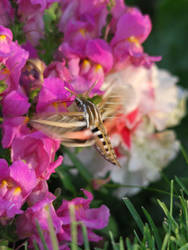 Hummingbird Moth