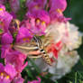 Hummingbird Moth