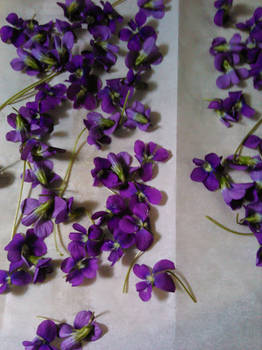 Drying Violets