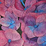 Hydrangea 2