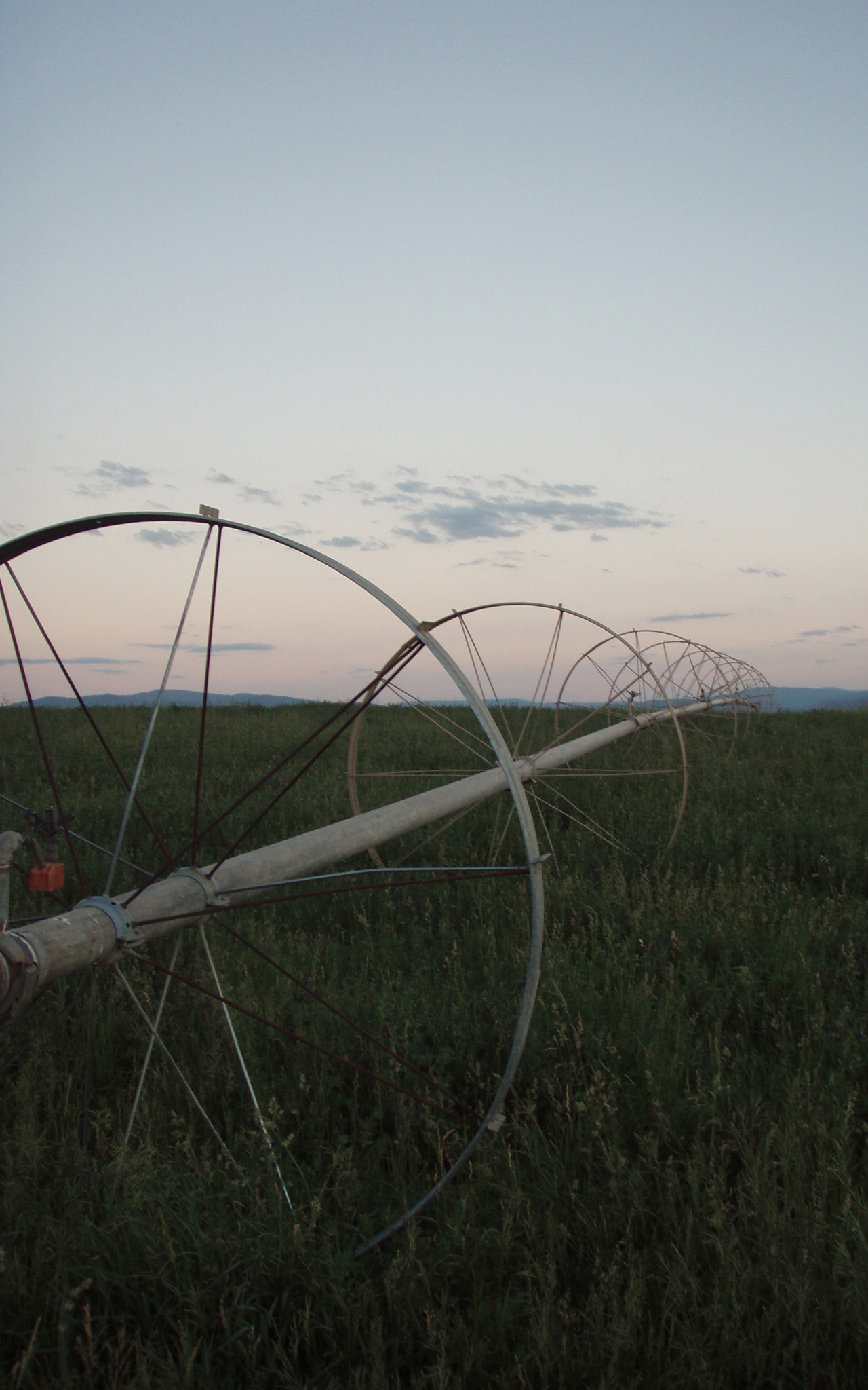 Through the field