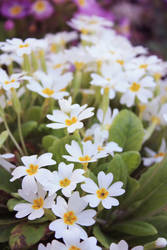 Flowers' road