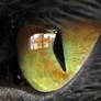 Cat's eye vol 2.