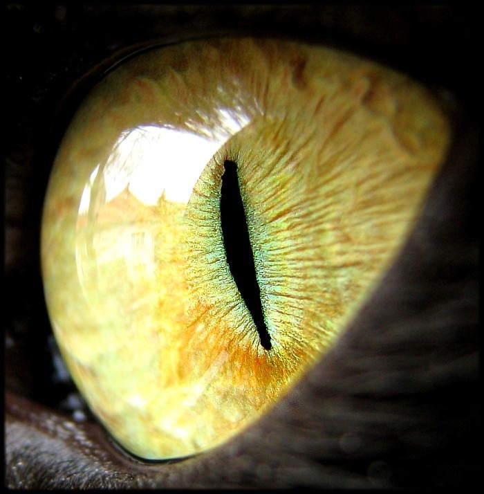 Cats eye