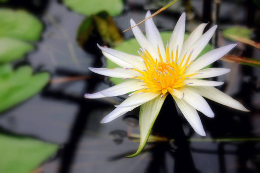 Nymphaea daubenyana