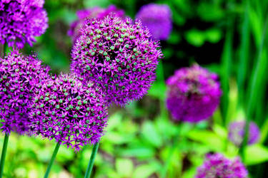 purple flower..