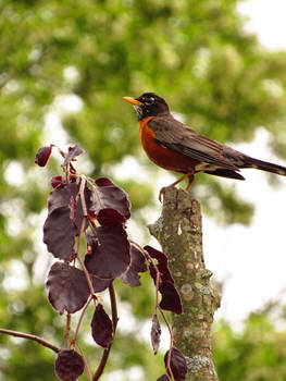 Rockin' Robin