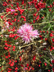 A Little Pink in that Red