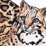 Ocelot