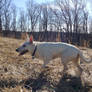 Luna in the Field