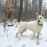 Luna the Snow Dog