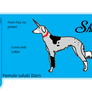 Shada the Saluki Dorn