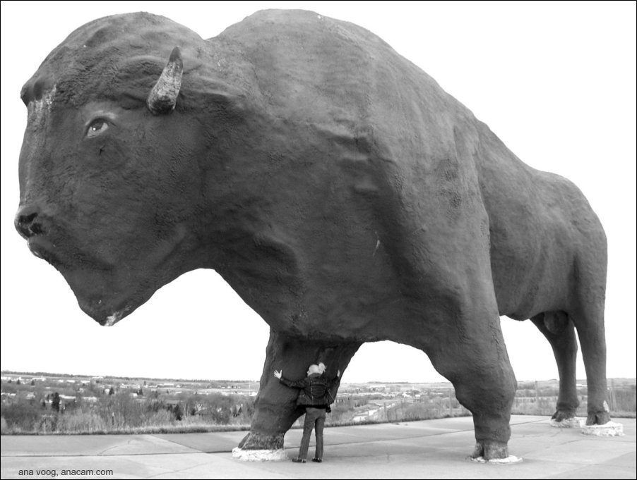 world's largest fake buffalo