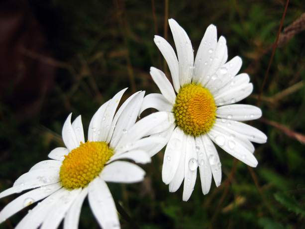 White Daisies