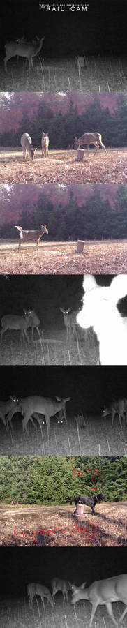 Trail CAM (3/13 to 3/16)