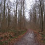 Forest Road Stock