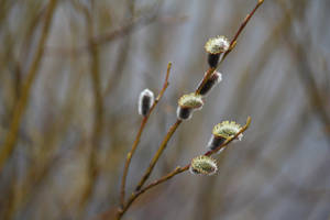 Sprouting Spring