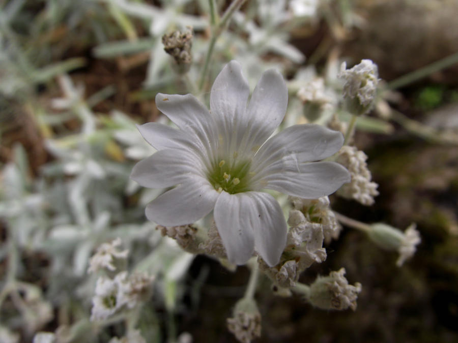 White Flower