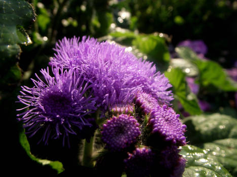 Flowers