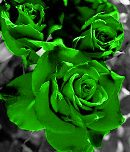 green rose flower wallpaper