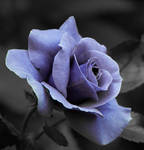 Dark Blue Rose by Clarkkent551