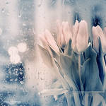 .: S u n r i s e :. by oguzceng