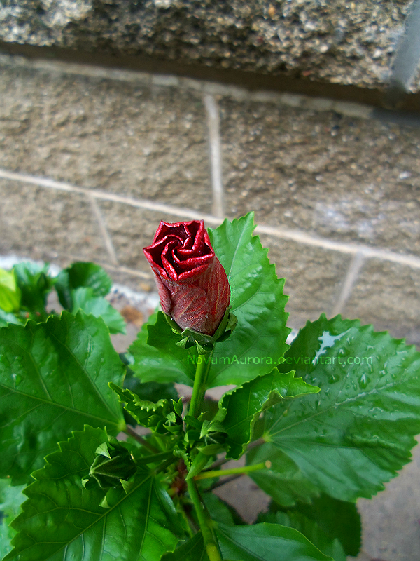 Red, Red Rose . . .