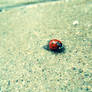 Ladybug So Pretty