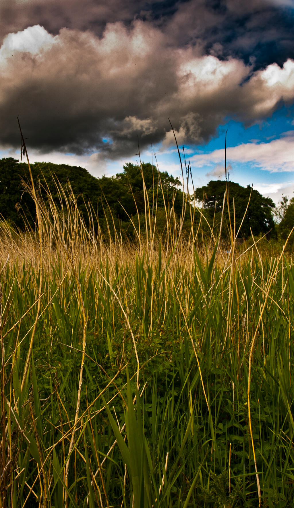 Meadow