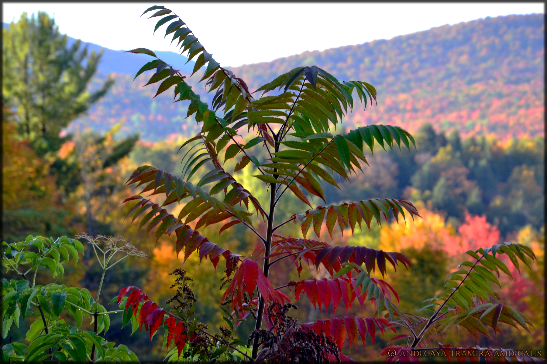 Autumn Colors