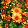 Chrysanthemum I